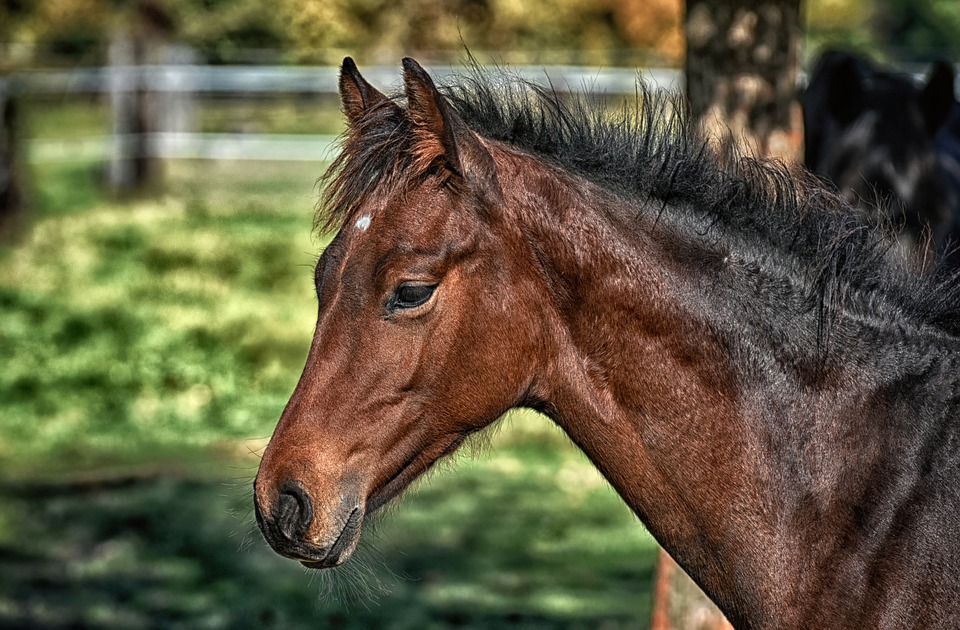 Foal horse