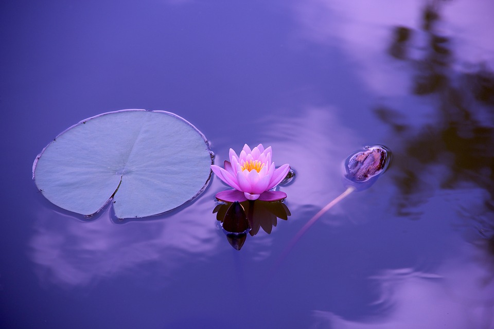 Lotus natural water yen