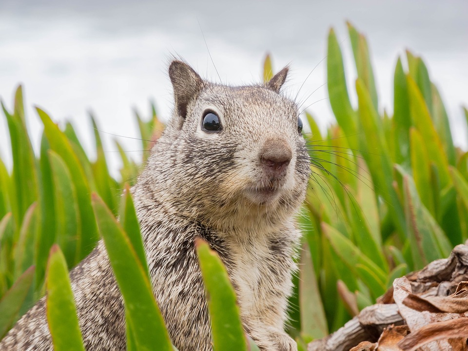 Surprised Squirrel